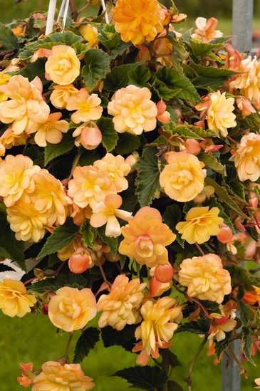 Бегония клубневая махровая ампельная (Begonia tuberhybrida) Бегония клубневая махровая ампельная (Begonia tuberhybrida)