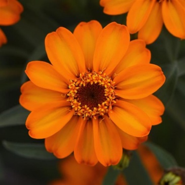 Цинния узколистная (Хаге) (Zinnia angustifolia (haageana)) Цинния узколистная (Хаге) (Zinnia angustifolia (haageana))