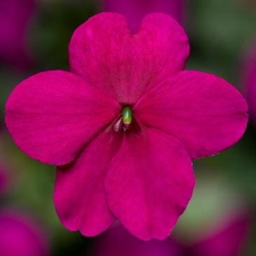Бальзамин Уоллера ампельный (Impatiens walleriana) Бальзамин Уоллера ампельный (Impatiens walleriana)