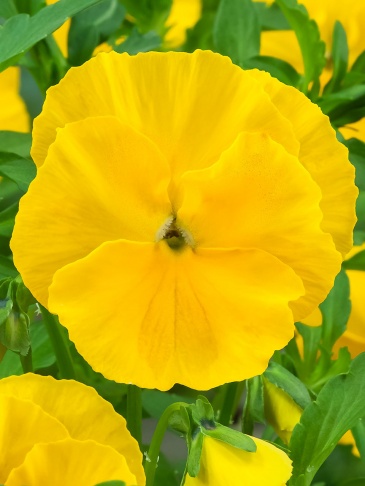 Виола Виттрока (Viola wittrockiana) Виола Виттрока (Viola wittrockiana)
