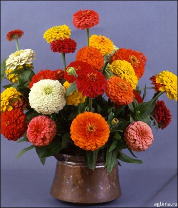 Цинния изящная (Zinnia elegans)
