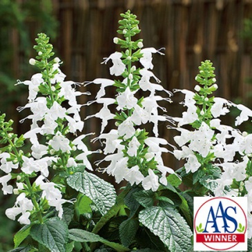 Шалфей ярко-красный (Salvia coccinea)