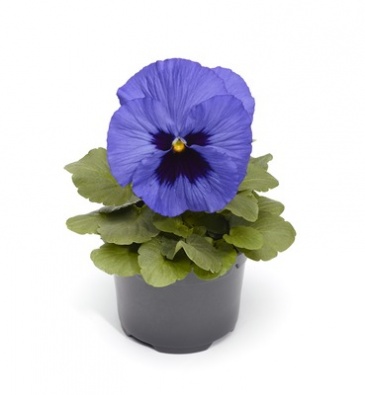 Виола Виттрока (Viola wittrockiana) Виола Виттрока (Viola wittrockiana)