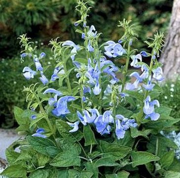 Шалфей отклоненный (Salvia patens) Шалфей отклоненный (Salvia patens)
