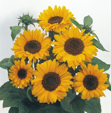 Подсолнечник летний (Helianthus annuus)