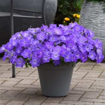 Петуния ампельная гибридная (Petunia х hybrida)