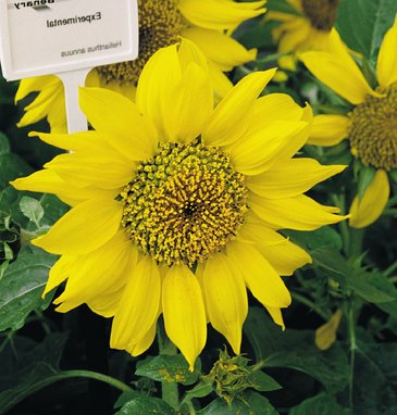 Подсолнечник летний (Helianthus annuus)