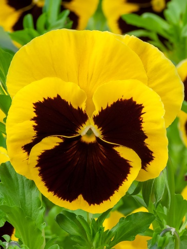 Виола Виттрока (Viola wittrockiana) Виола Виттрока (Viola wittrockiana)