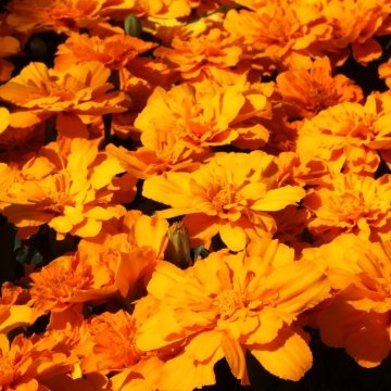 Бархатцы отклоненные (Tagetes patula)
