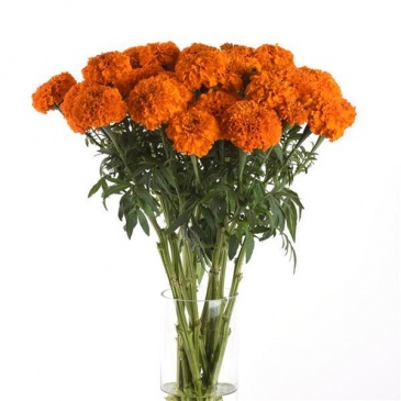 Бархатцы прямостоячие (Tagetes erecta) Бархатцы прямостоячие (Tagetes erecta)