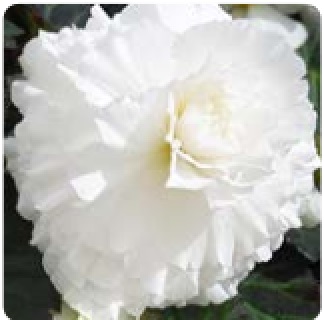 Бегония клубневая махровая (Begonia tuberhybrida)