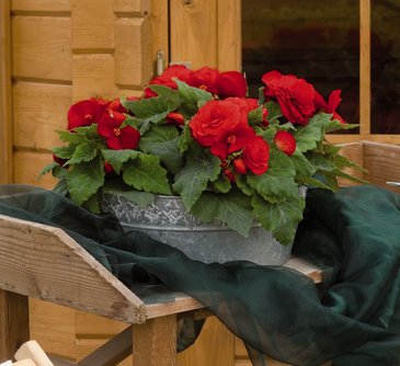 Бегония клубневая махровая (Begonia tuberhybrida)