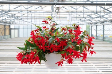 Бегония боливийская ампельная (Begonia boliviensis x hybrida)