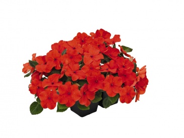 Бальзамин Уоллера (Impatiens walleriana) Бальзамин Уоллера (Impatiens walleriana)