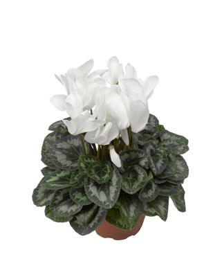 Цикламен персидский (Cyclamen persicum)