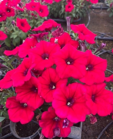 Петуния ампельная гибридная (Petunia x hybrida)