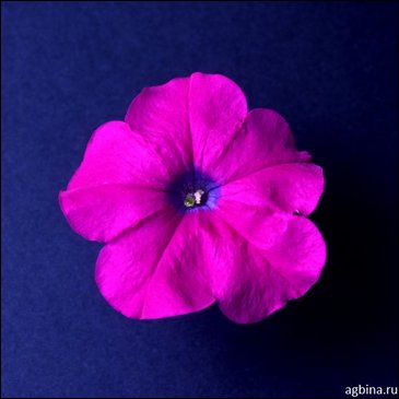 Петуния мелкоцветковая (Petunia milliflora)