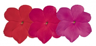 Бальзамин Уоллера (Impatiens walleriana) Бальзамин Уоллера (Impatiens walleriana)