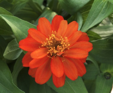 Цинния изящная (Zinnia elegans) Цинния изящная (Zinnia elegans)