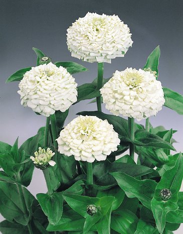 Цинния изящная (Zinnia elegans)