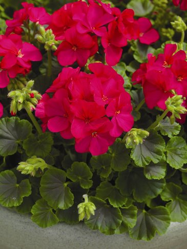 Герань (пеларгония садовая) (Pelargonium x hortorum)