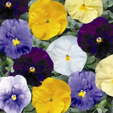 Виола Виттрока (Viola wittrockiana) Виола Виттрока (Viola wittrockiana)