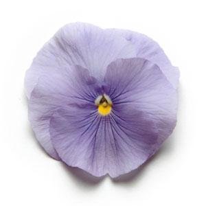 Виола виттрока (Viola wittrockiana) Виола виттрока (Viola wittrockiana)