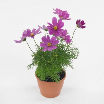 Космея дваждыперистая (Cosmos bipinnatus)