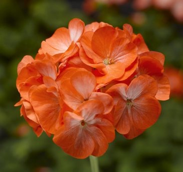 Герань (пеларгония садовая) (Pelargonium x hortorum)