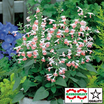 Шалфей ярко-красный (Salvia coccinea)
