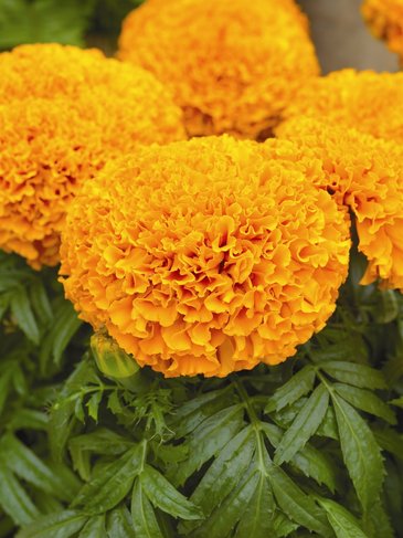 Бархатцы прямостоячие (Tagetes erecta)