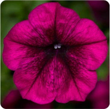 Петуния ампельная гибридная (Petunia x hybrida) Петуния ампельная гибридная (Petunia x hybrida)