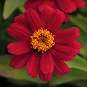 Цинния мариландская (Zinnia marylandica) Цинния мариландская (Zinnia marylandica)