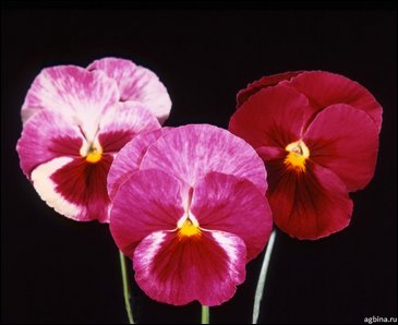 Виола Виттрока (Viola wittrockiana)
