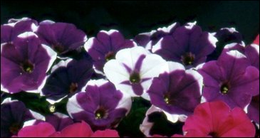 Петуния мелкоцветковая (Petunia milliflora)
