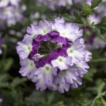 Вербена гибридная (Verbena hybrida)