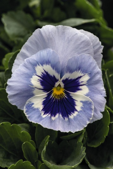 Виола виттрока (Viola wittrockiana) Виола виттрока (Viola wittrockiana)
