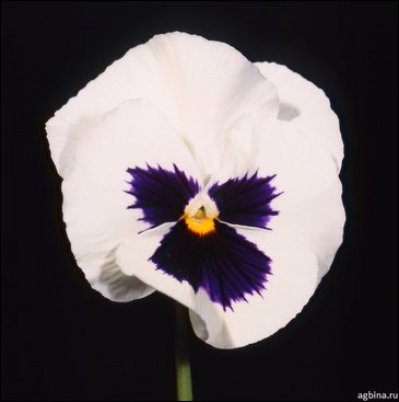 Виола Виттрока (Viola wittrockiana)