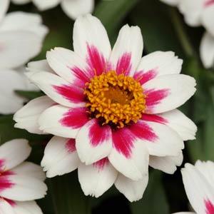 Цинния мариландская (Zinnia marylandica) Цинния мариландская (Zinnia marylandica)