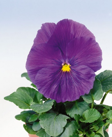 Виола Виттрока (Viola wittrockiana)