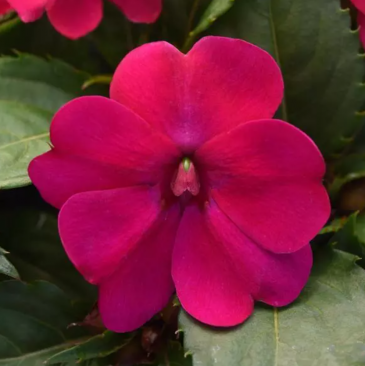 Бальзамин гибридный межвидовой (Impatiens walleriana) Бальзамин гибридный межвидовой (Impatiens walleriana)