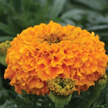 Бархатцы прямостоячие (Tagetes erecta)