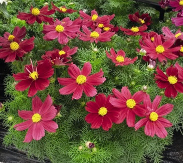 Космея дваждыперистая (Cosmos bipinnatus)