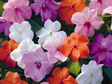 Бальзамин Уоллера (Impatiens walleriana)