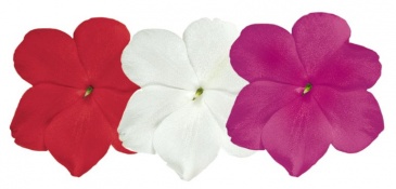 Бальзамин Уоллера (Impatiens walleriana) Бальзамин Уоллера (Impatiens walleriana)