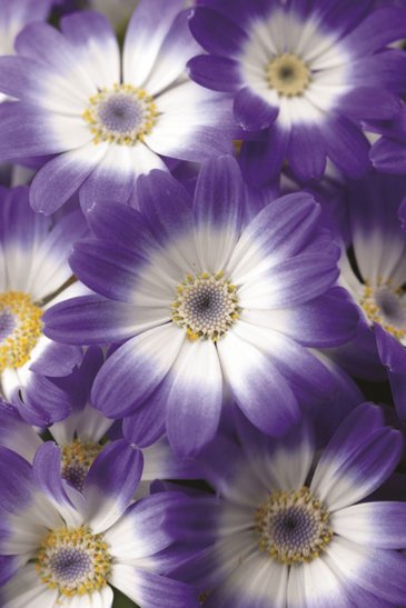 Цинерария гибридная (Pericallis cruenta)