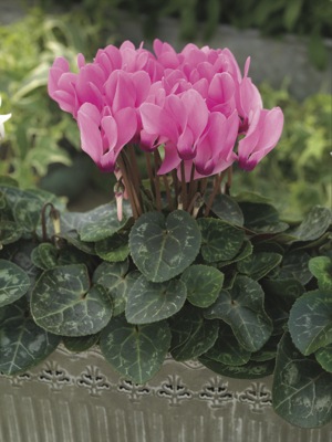 Цикламен персидский (Cyclamen persicum)