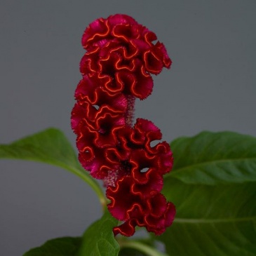 Целозия гребенчатая (Celosia cristata)