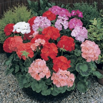 Герань (пеларгония садовая) (Pelargonium x hortorum)