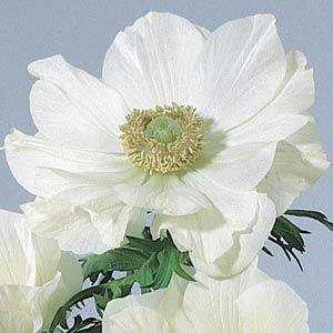 Анемона (Ветреница) корончатая (Anemone coronaria) Анемона (Ветреница) корончатая (Anemone coronaria)